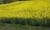Rapsfeld bei Wulkaprodersdorf, fotografiert am 13.April 2007. Bild: WEBSCHOOL