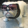 Schaufensterpuppe Hund; Sir Anthony Juli 2011. Bild: WEBSCHOOL